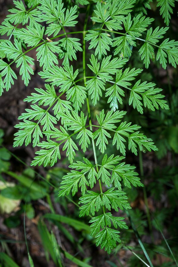 Katapsuxis silaifolia (=Cnidium silaifolium) / Carvifoglio dei boschi